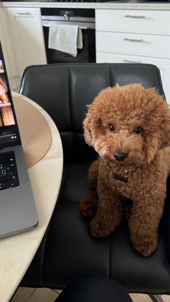 Small poodle sitting on a chair in a modern kitchen workspace