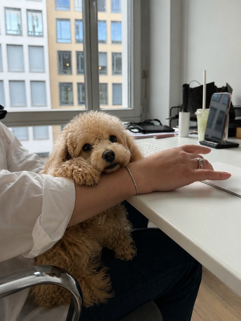 Poodle resting on an employee's arm at a desk