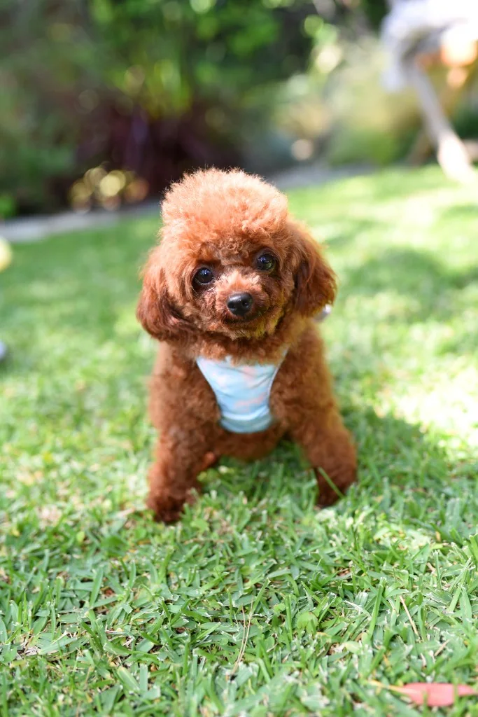 Gallery — tiny brown poodle on grass