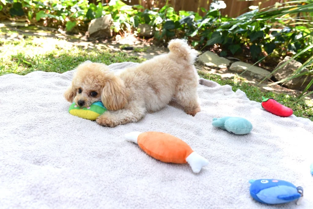 Gallery — poodle playing on a blanket