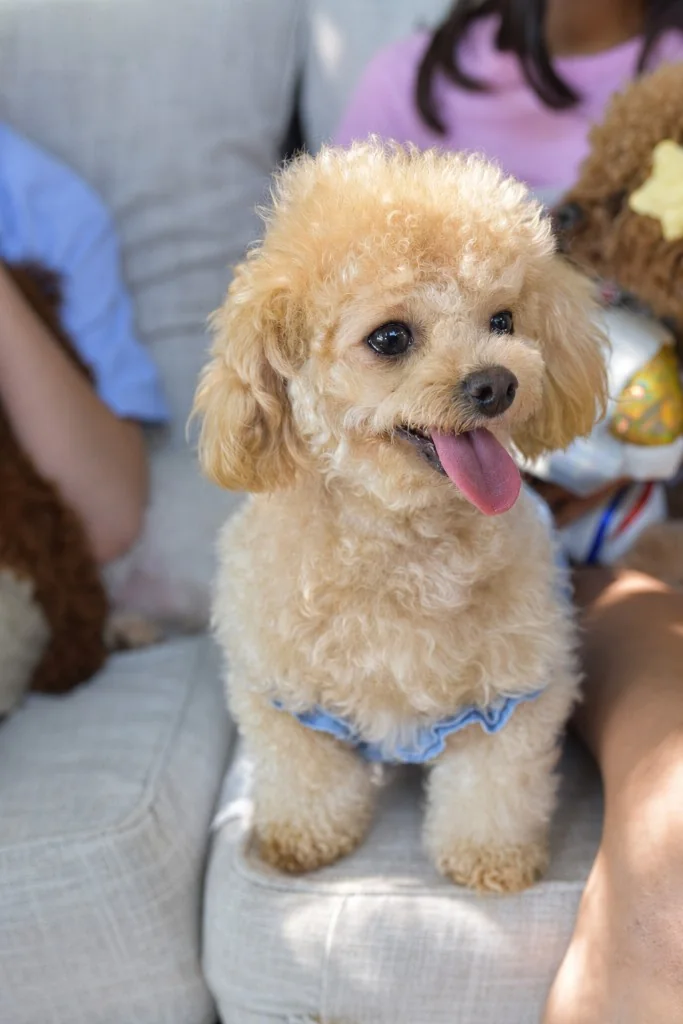 Gallery — close-up of a smiling teacup poodle