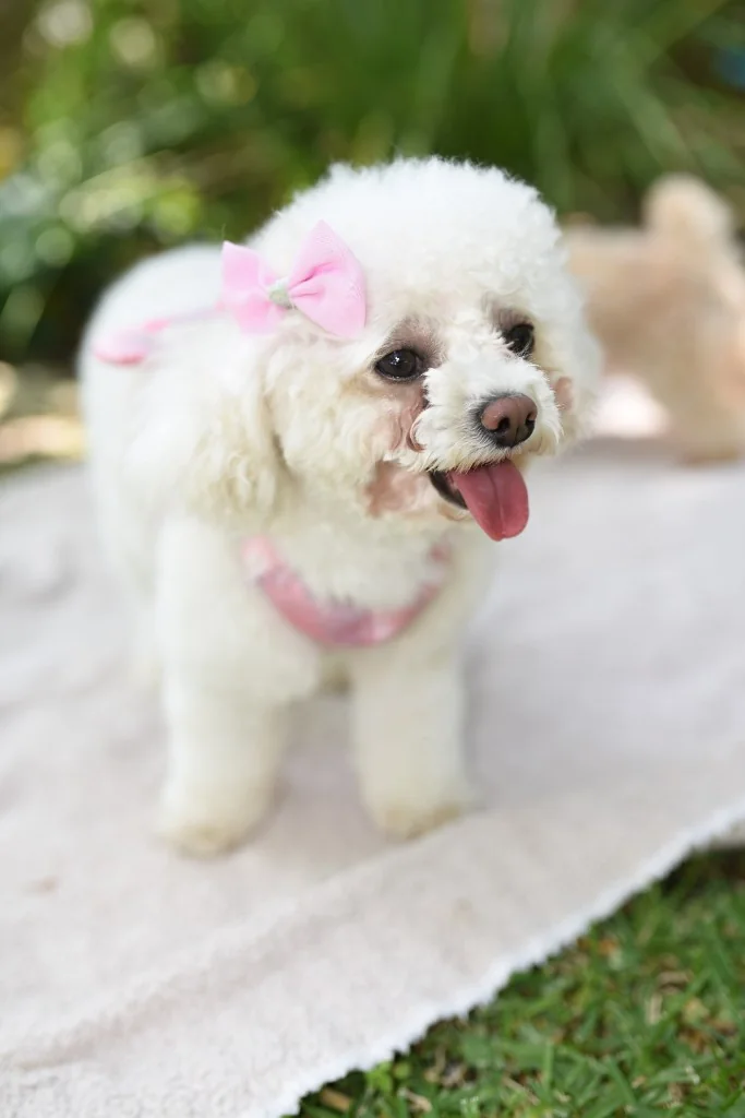 Gallery — white poodle portrait with pink bow