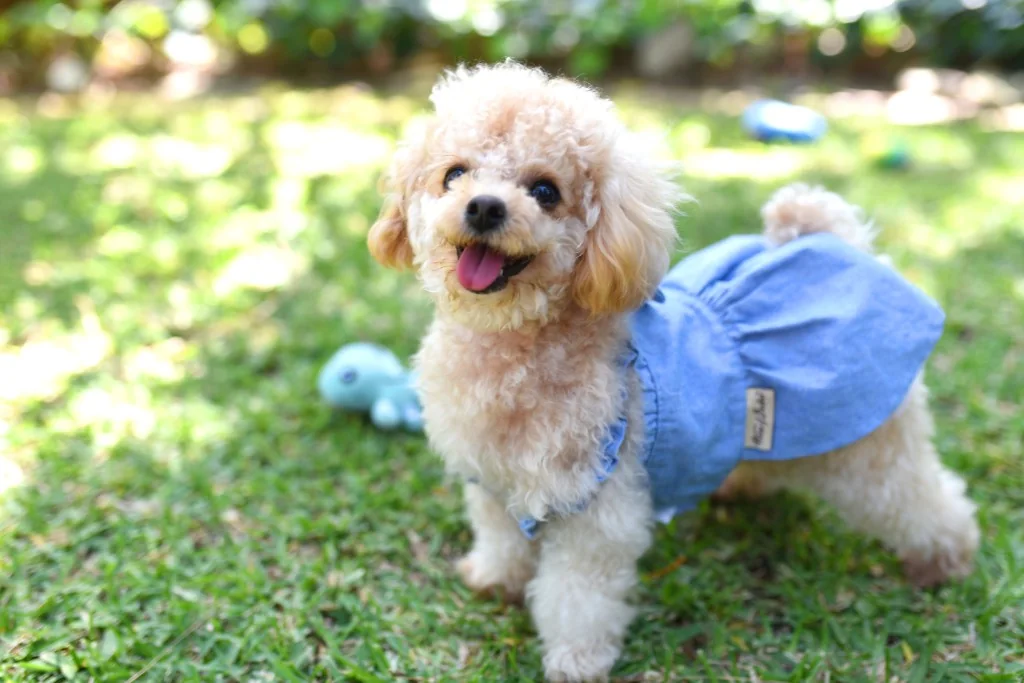 Gallery — poodle in a blue outfit