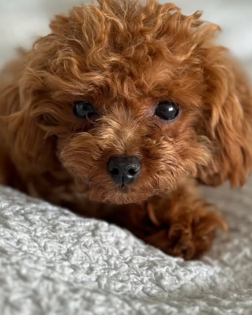 Teacup poodle looking at the camera