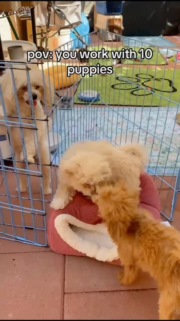 Star Poodlez puppies reel still