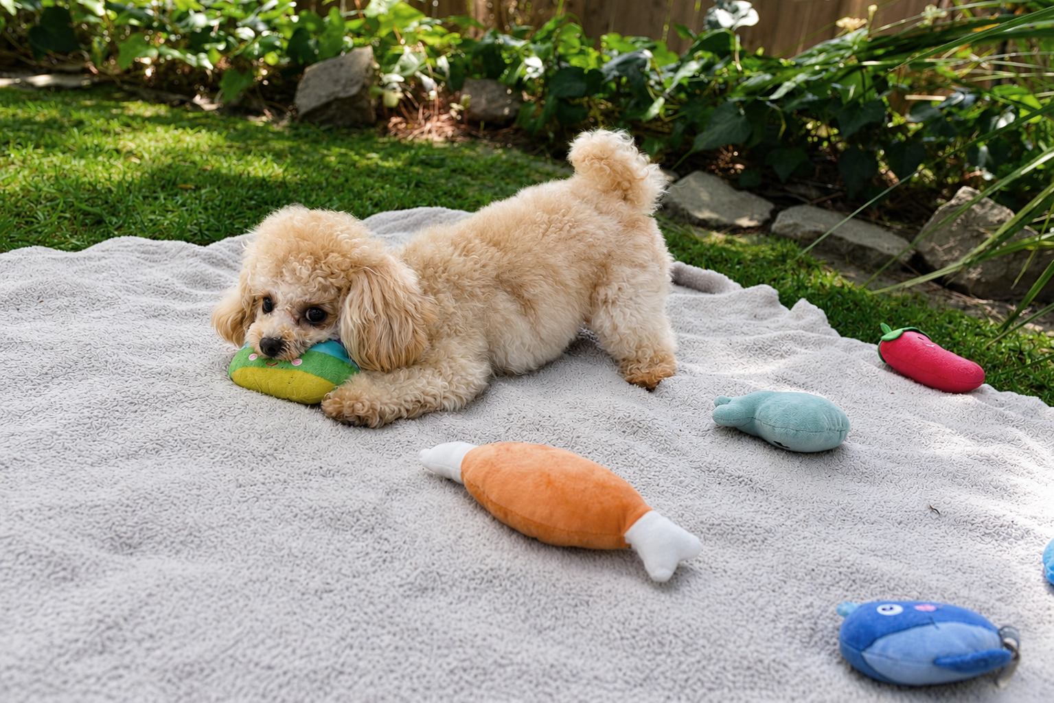 Poodle C — Studio Portrait (clean background)