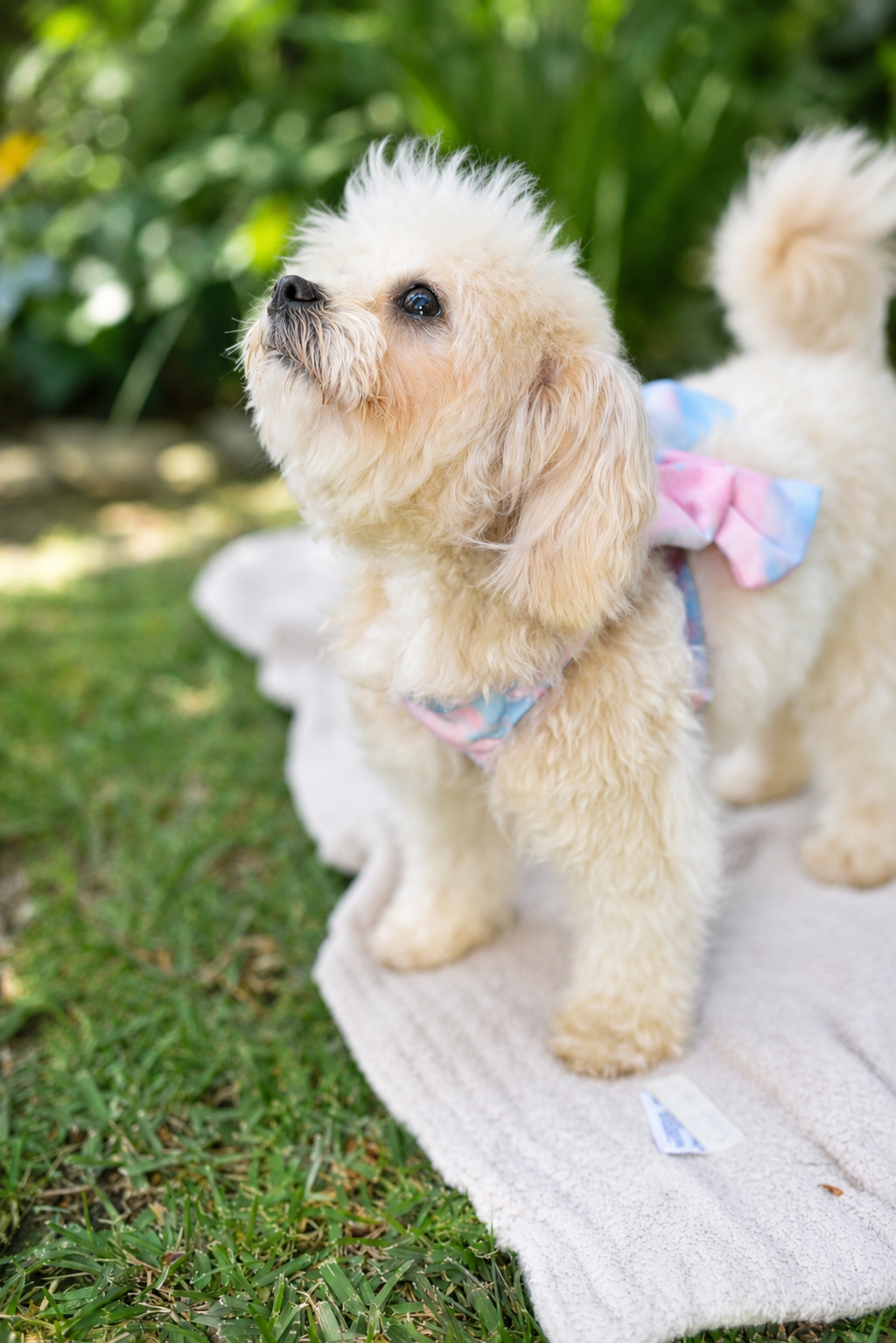 Poodle D — Studio Portrait (clean background)
