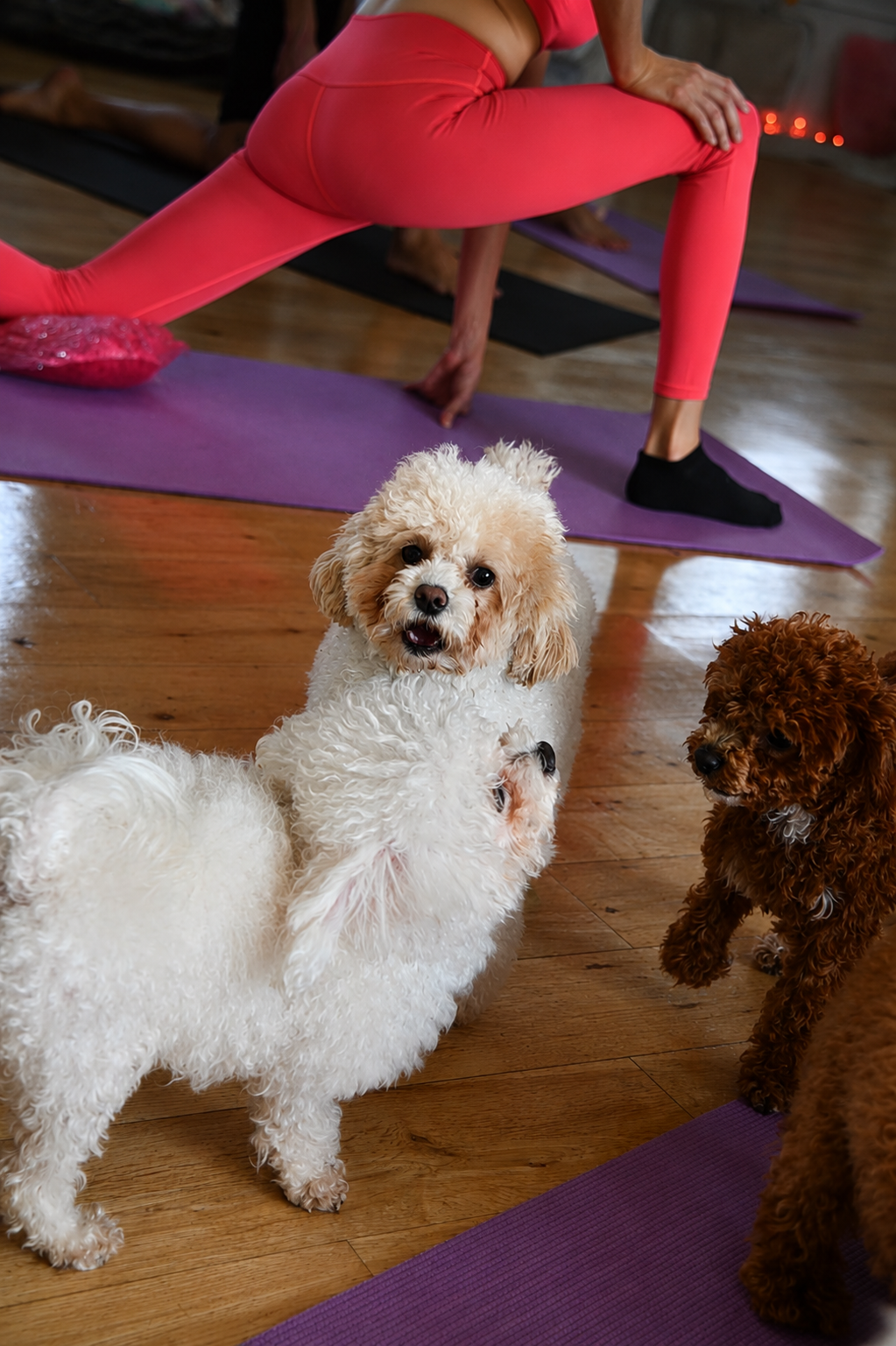 Yoga — img-06.png